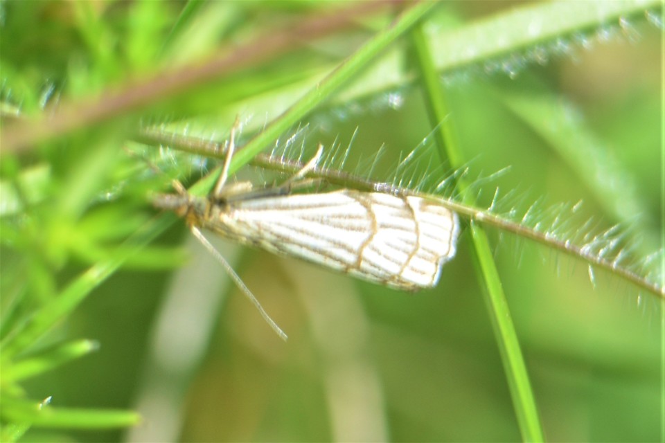 Chrysocramboides craterella - rácsos fűgyökérmoly