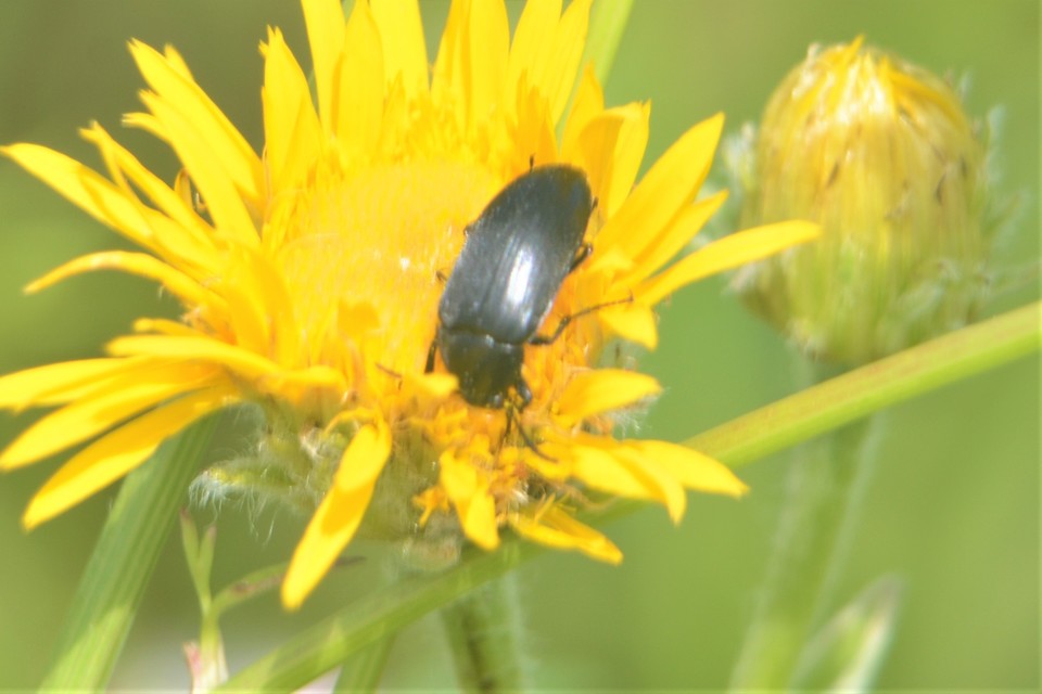 Podonta nigrita - szerecsenbogár
