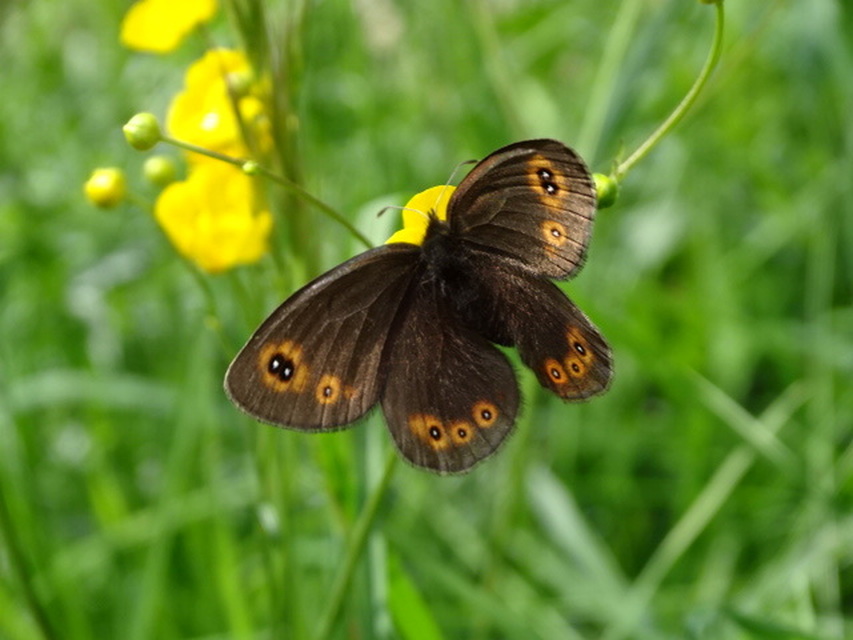 Erebia medusa - tavaszi szerecsenlepke