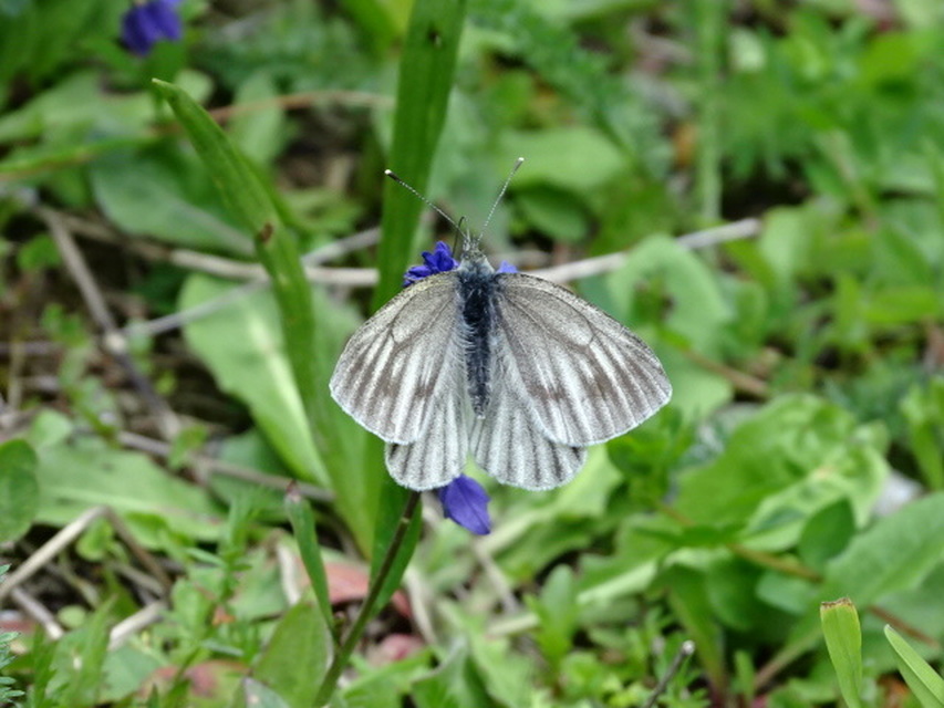 Pieris bryoniae - hegyi fehérlepke