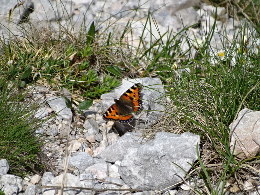 Nymphalis urticae - kis rókalepke