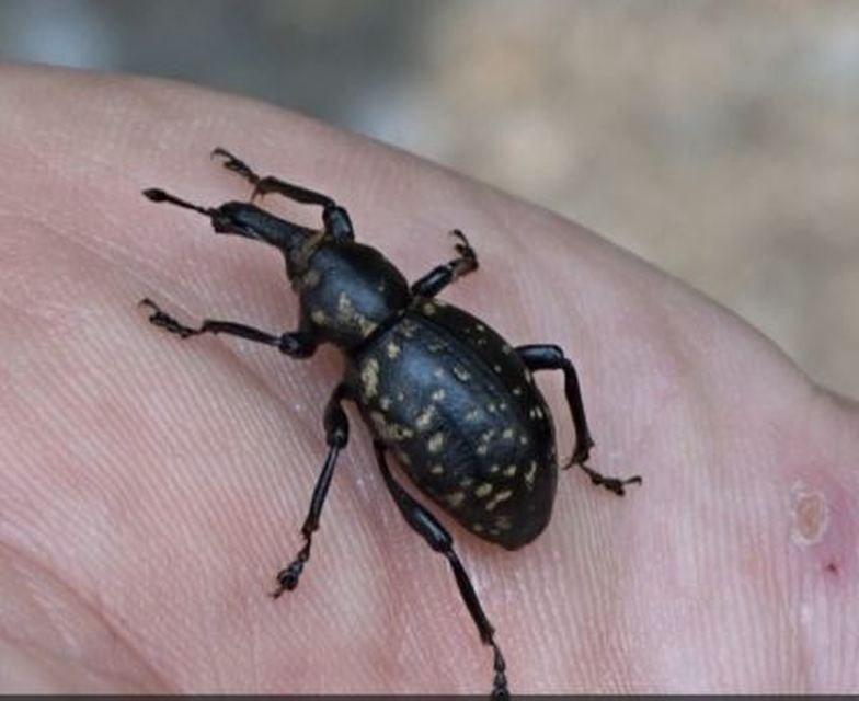 Liparus glabrirostris - közönséges acsalapuormányos