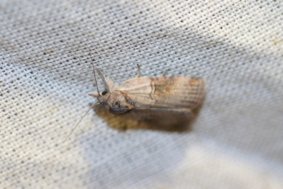 Nycteola asiatica - nyárfa-trapézbagoly