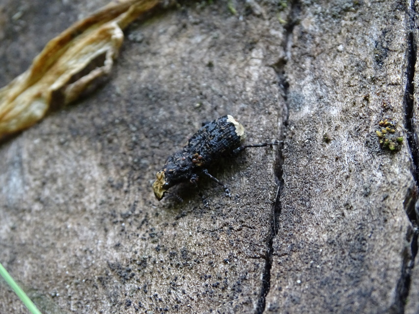 Platyrhinus resinosus - nagy orrosbogár