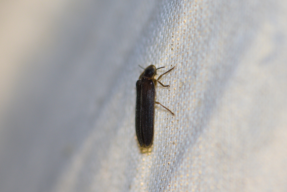 Lampyris noctiluca - nagy szentjánosbogár