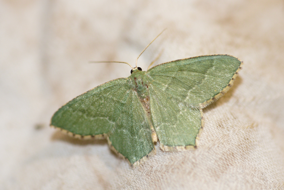 Hemithea aestivaria - nyír-zöldaraszoló