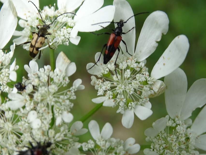 Stenurella bifasciata - kétöves karcsúcincér