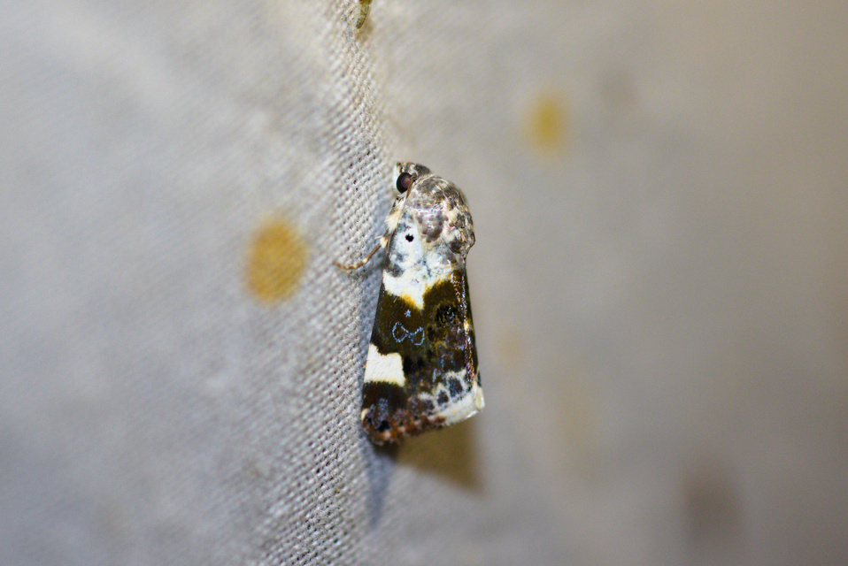 Acontia lucida - fehér nappalibagoly