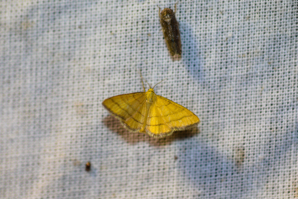 Idaea aureolaria - aranyos sávosaraszoló