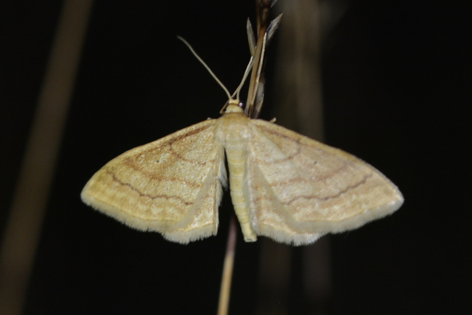 Idaea rufaria - vörhenyes sávosaraszoló