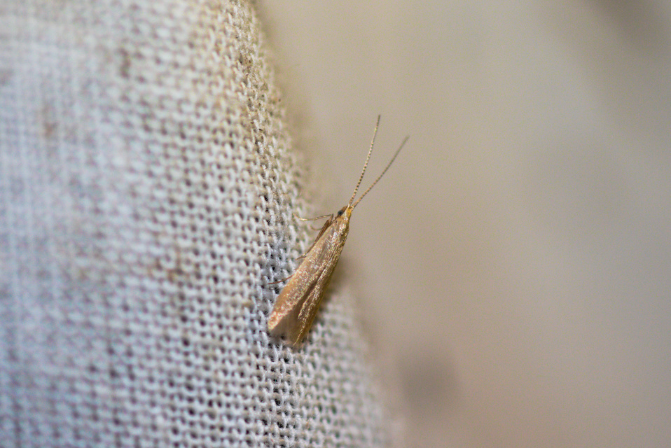 Coleophora