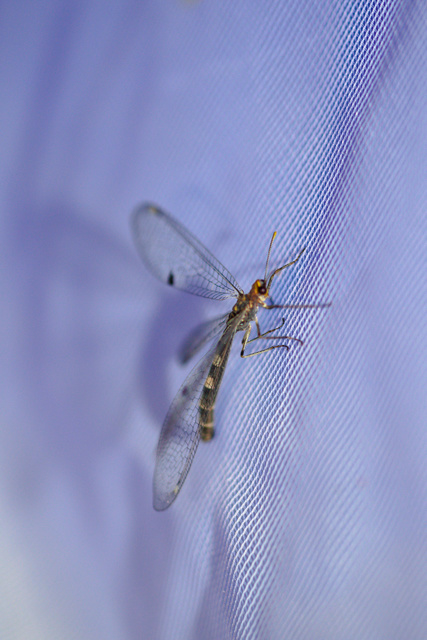 Megistopus flavicornis - kétfoltos hangyaleső