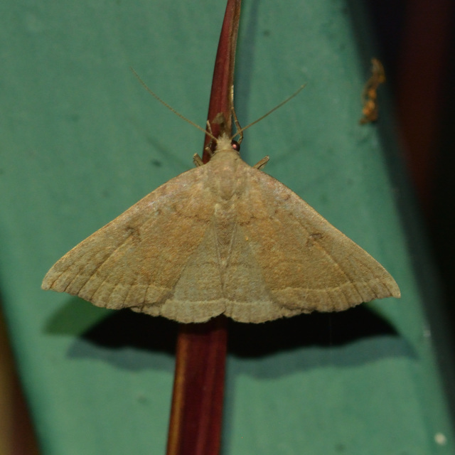 Pechipogo plumigeralis - tollascsápú karcsúbagoly