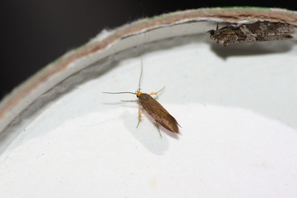 Crassa tinctella/unitella