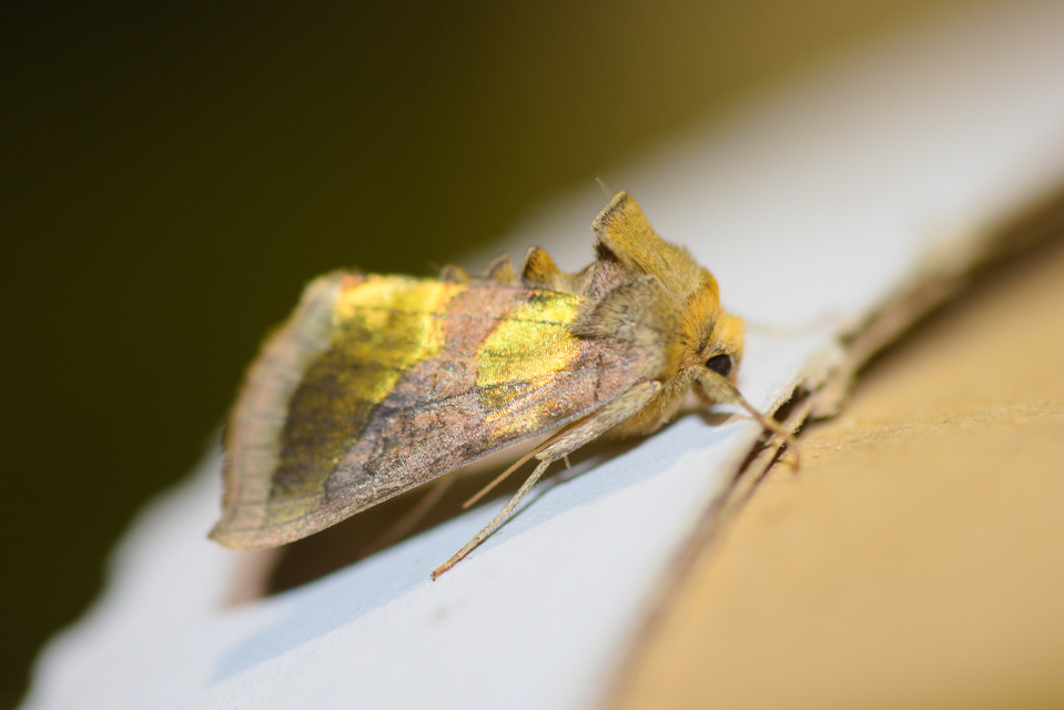 Diachrysia chrysitis - aranybagoly