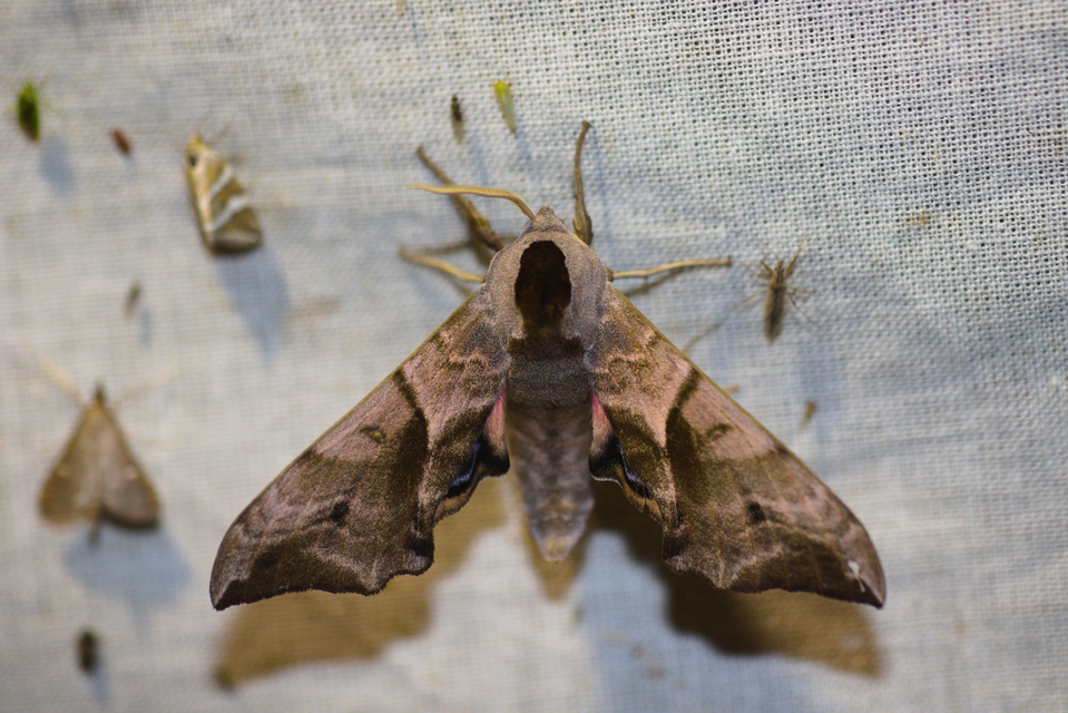 Smerinthus ocellatus - esti pávaszem
