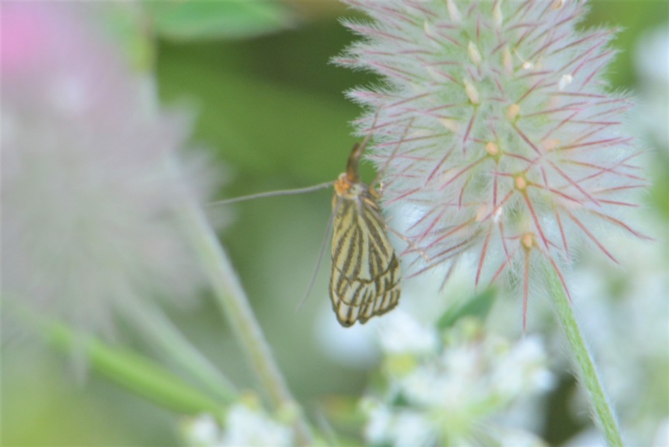 Chrysocramboides craterella - rácsos fűgyökérmoly