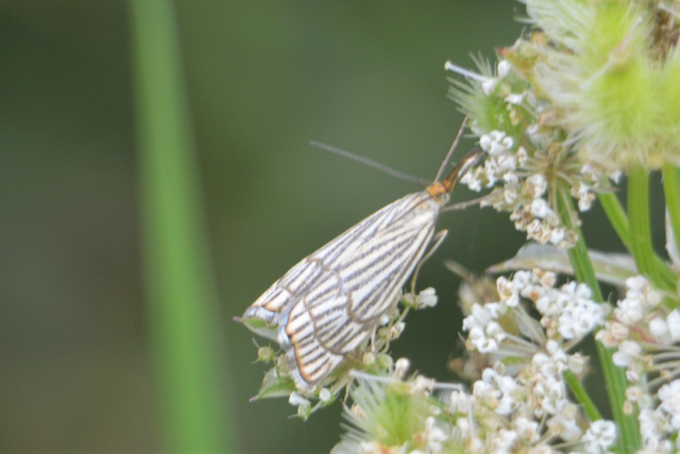 Chrysocramboides craterella - rácsos fűgyökérmoly