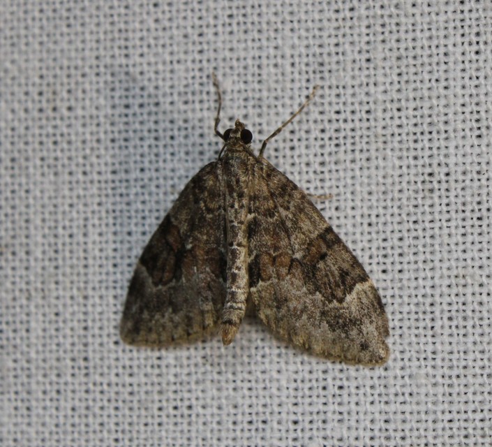 Thera variata/britannica