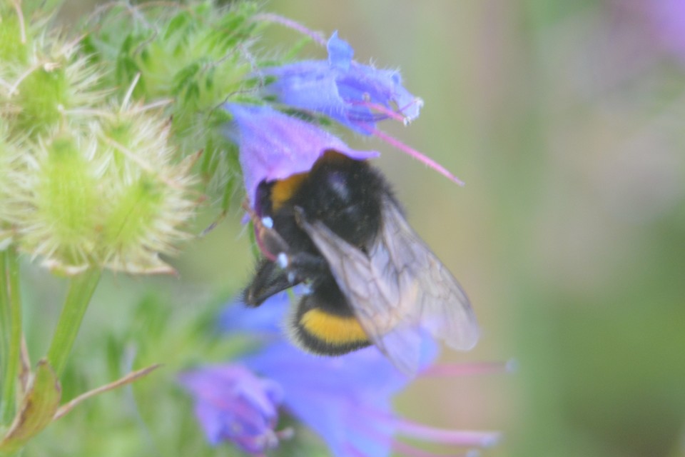 Bombus terrestris/lucorum
