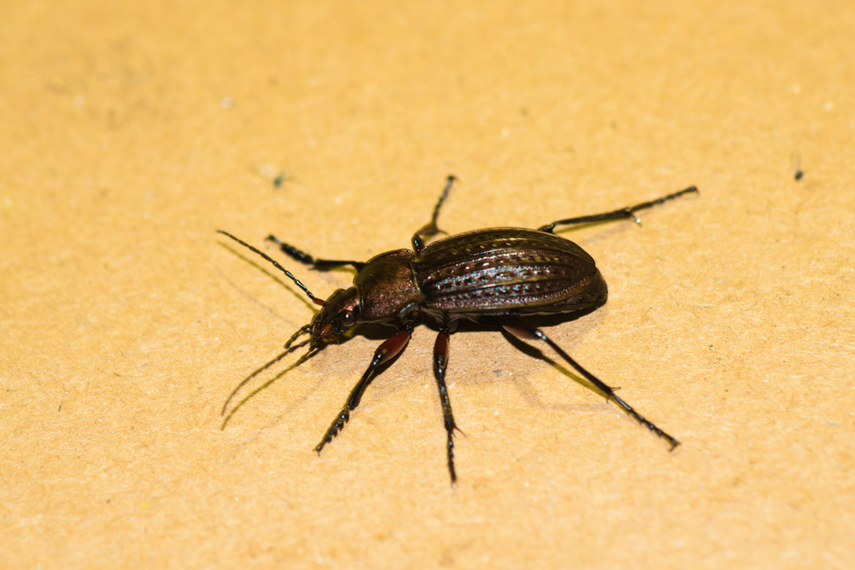 Carabus cancellatus - ragyás futrinka