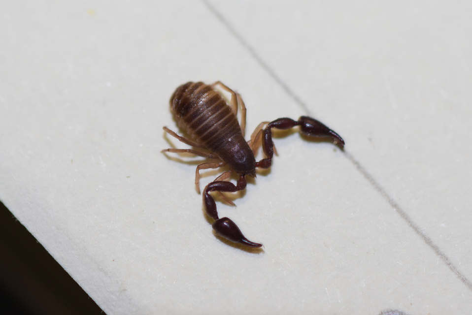 Pseudoscorpionida - Álskorpiók