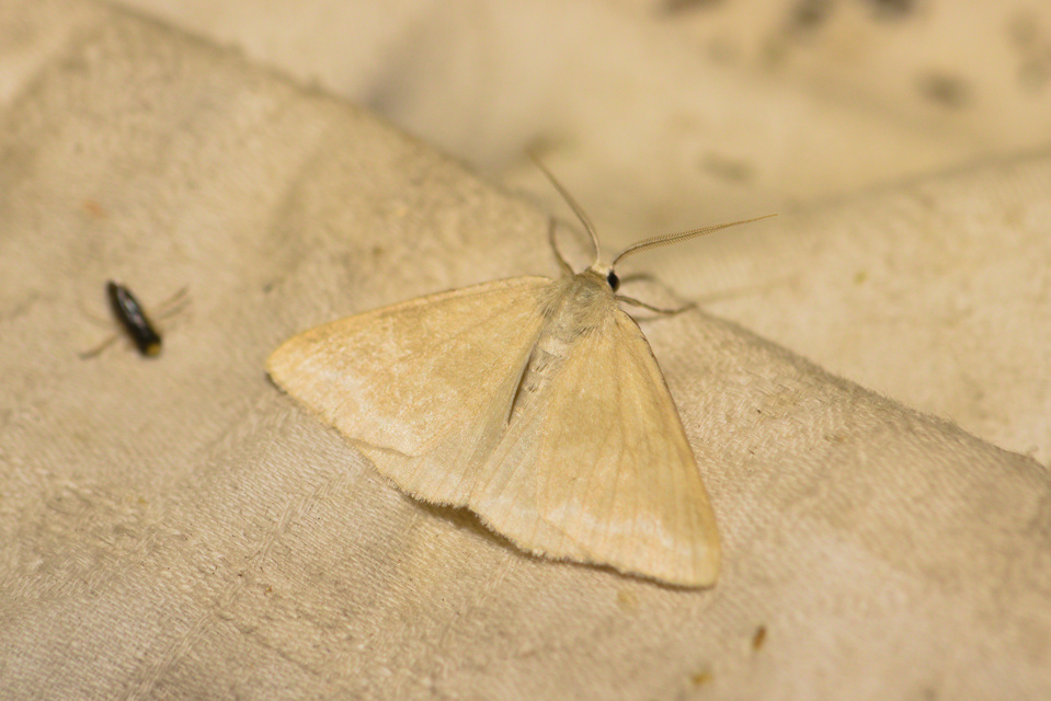 Pseudoterpna pruinata - hamvas zöldaraszoló