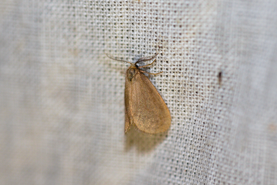 Bijugis bombycella - alkonyati zsákhordólepke