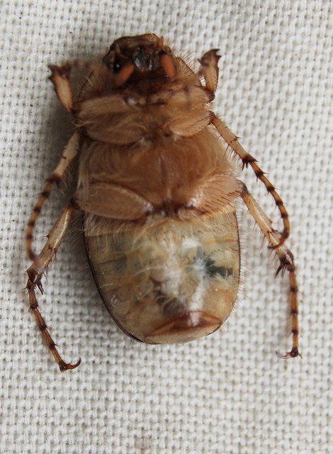 Rhizotrogus aestivus - tavaszvégi cserebogár
