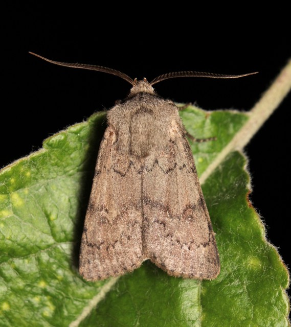 Agrotis cinerea - szürkés földibagoly