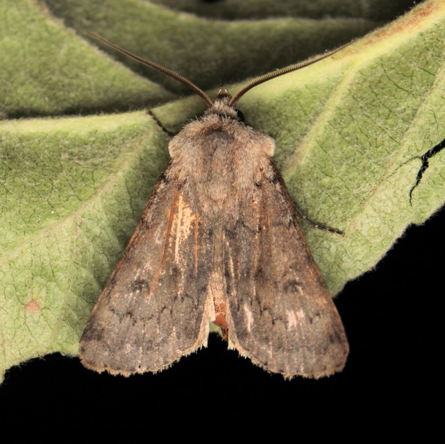 Agrotis cinerea - szürkés földibagoly