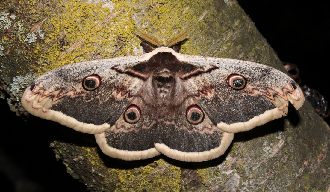 Saturnia pyri - nagy pávaszem
