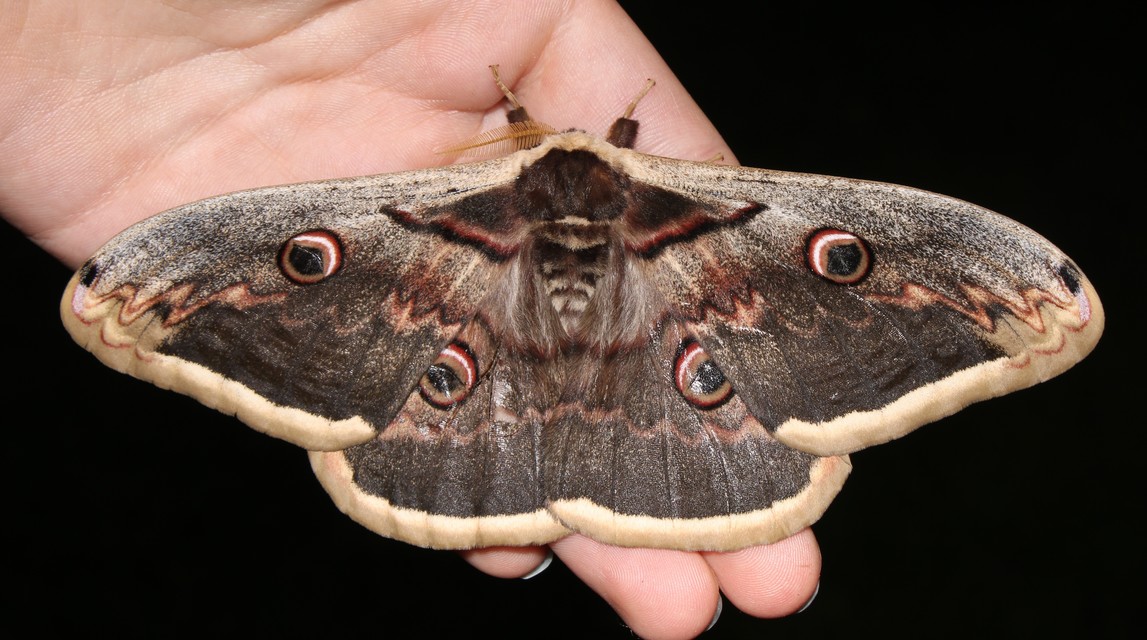 Saturnia pyri - nagy pávaszem