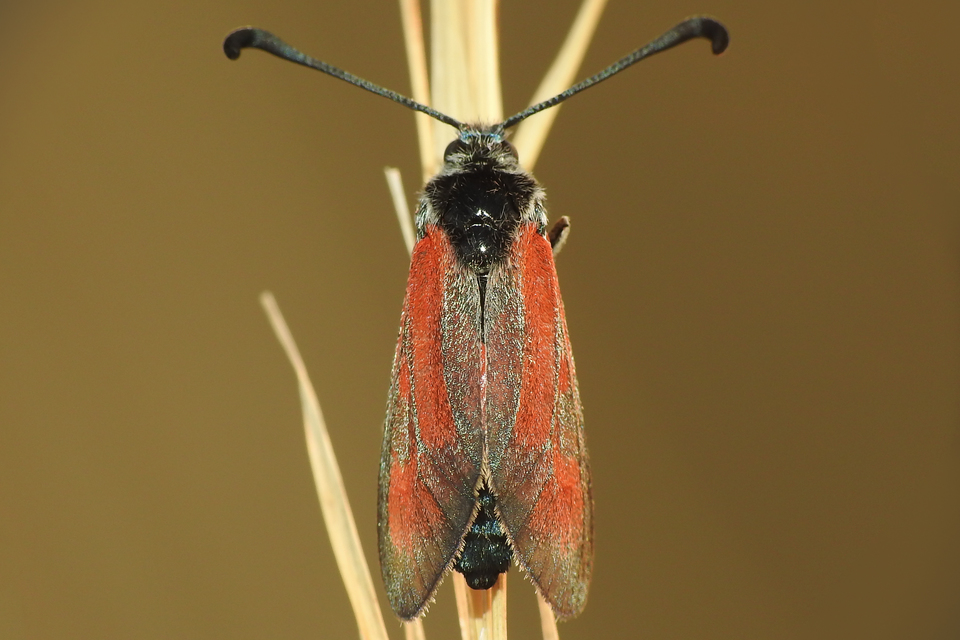 Zygaena punctum - pettyes csüngőlepke