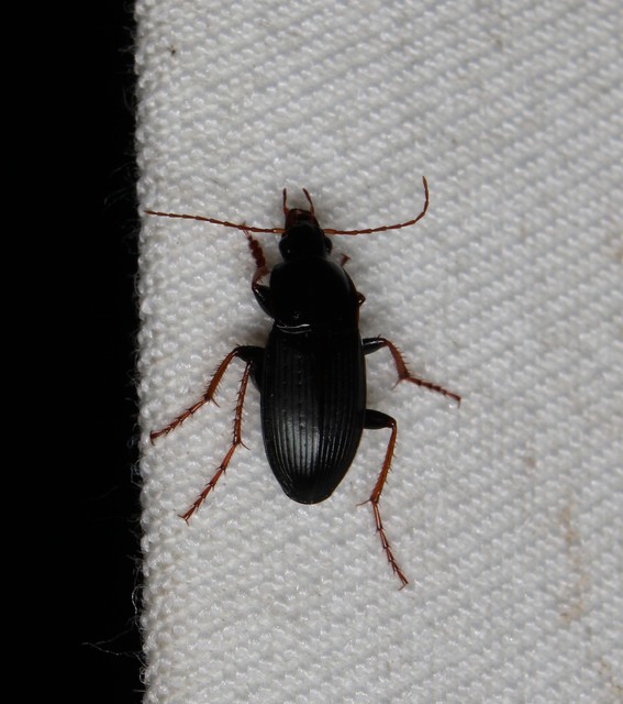 Calathus fuscipes - sokpontos tarfutó