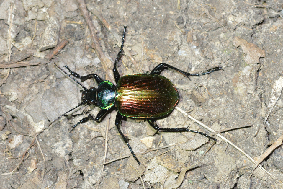 Calosoma sycophanta - aranyos bábrabló