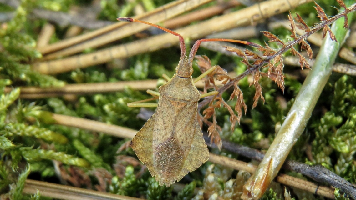 Syromastus rhombeus - vitorlás karimáspoloska