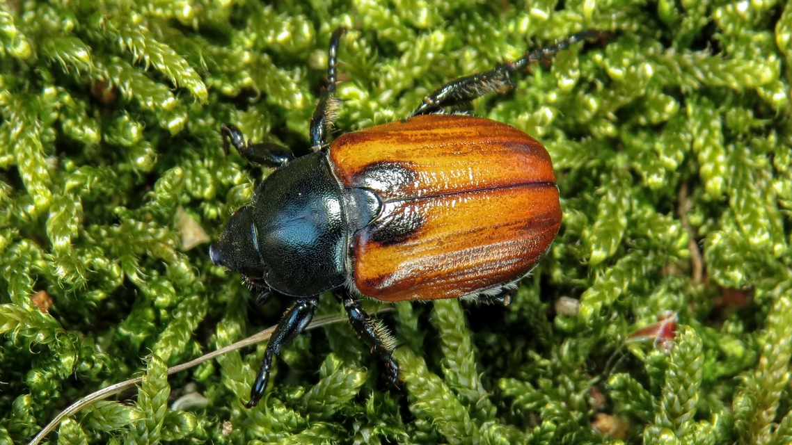 Anisoplia lata - széles szipoly Anisoplia lata - széles szipoly