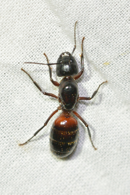 Camponotus ligniperda - faodvasító lóhangya