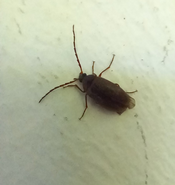 Hymenalia rufipes - rőtlábú alkonybogár