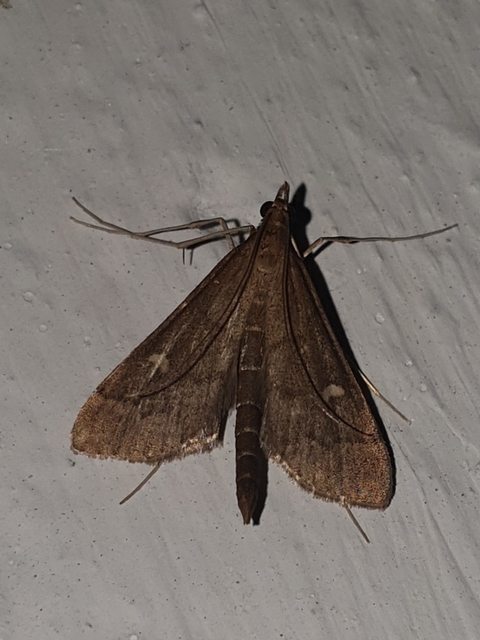Dolicharthria punctalis - hosszúlábú tűzmoly