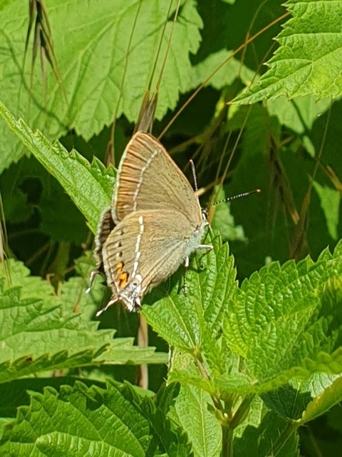 Satyrium spini - kökény-csücsköslepke