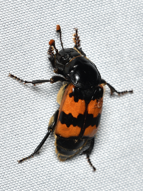 Nicrophorus interruptus - sárgaszőrű temetőbogár