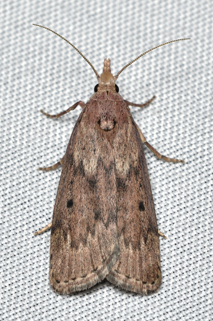 Aphomia sociella - méhviaszmoly