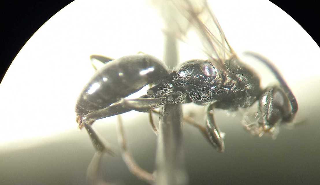 Dipogon
