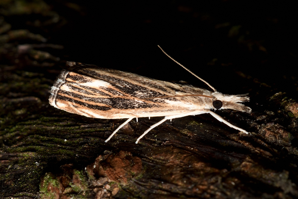 Catoptria verellus - kormos fűgyökérmoly