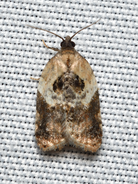 Acleris variegana - tarka levélmoly