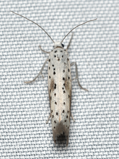 Yponomeuta irrorella - pókhálós kökénymoly