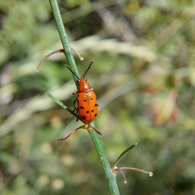 Crioceris duodecimpunctata - tizenkétpontos spárgabogár