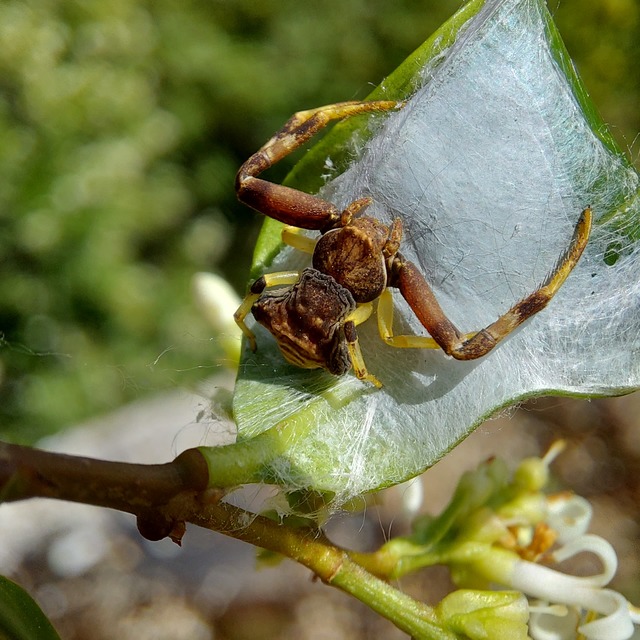 Pistius truncatus - csonka karolópók